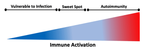 **Alt text:**

A diagram illustrating the spectrum of immune system activation. A horizontal line at the top shows that low activation leads to being "Vulnerable to Infection," a balanced level is the "Sweet Spot," and high activation leads to "Autoimmunity." Below, a colored wedge labeled "Immune Activation" widens and transitions from blue (low activation) on the left to red (high activation) on the right, visually representing this spectrum.
